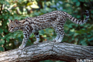 Northern Tiger Cat – International Society for Endangered Cats (ISEC ...