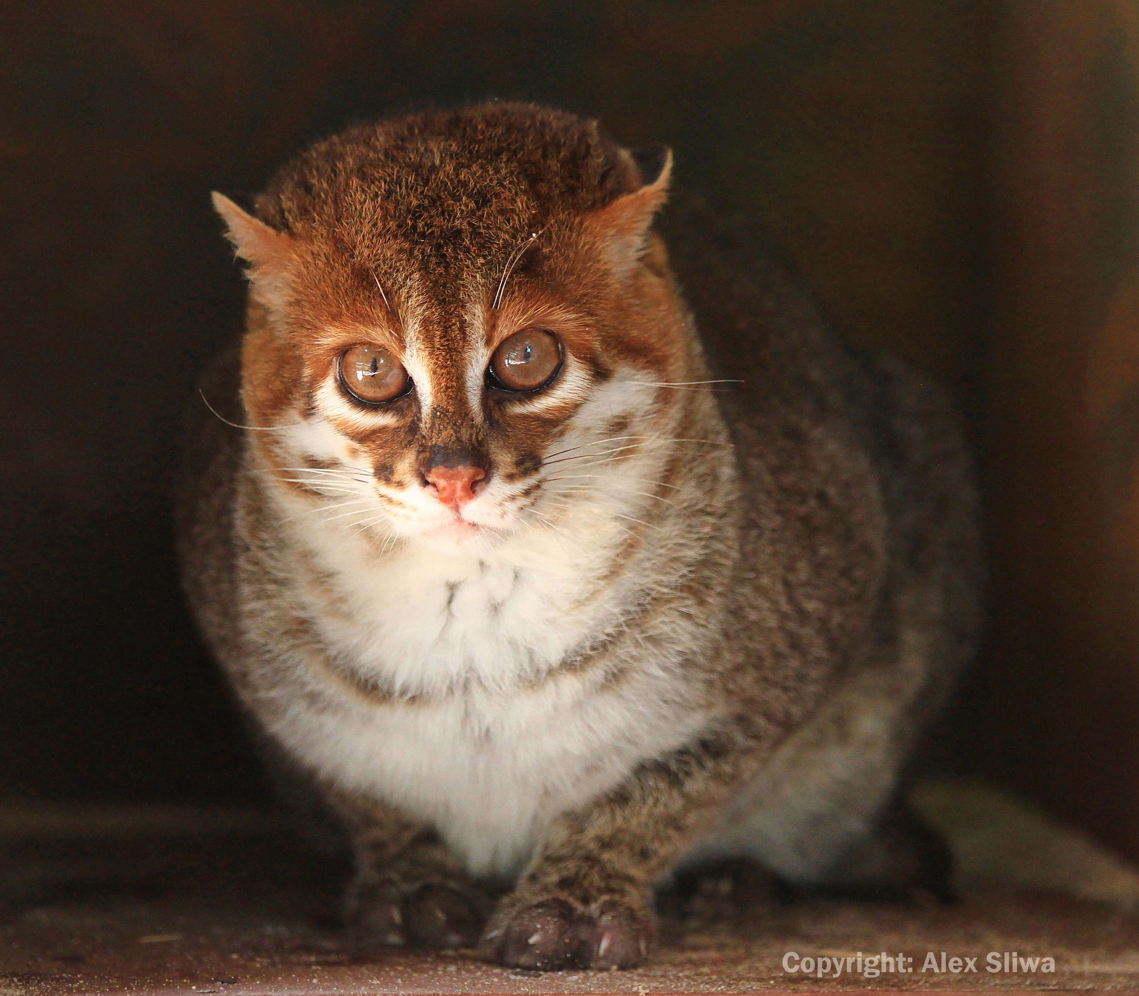 Flat Headed Cat And Kitten International Society For Endangered Cats Isec Canada