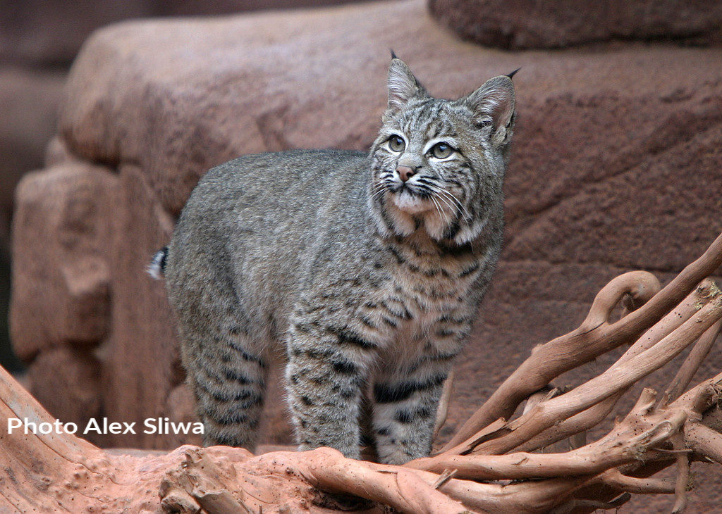 bobcat lynx rufus