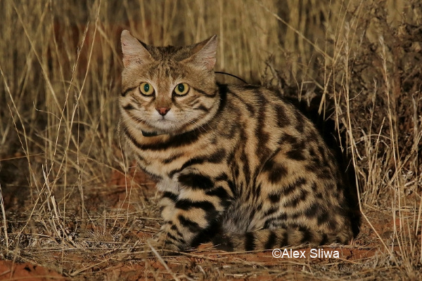 Southern Tiger Cat – International Society for Endangered Cats (ISEC) Canada
