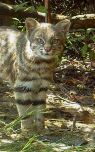 pampas cat