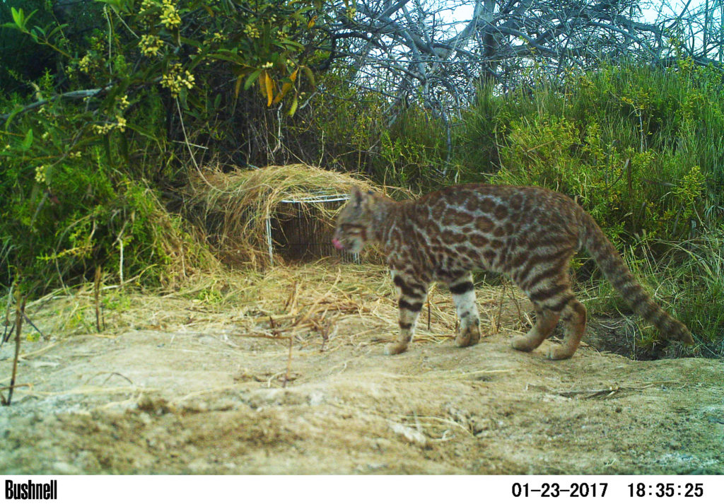 pampas cat leopardus colocolo
