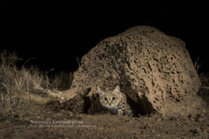 black footed cat