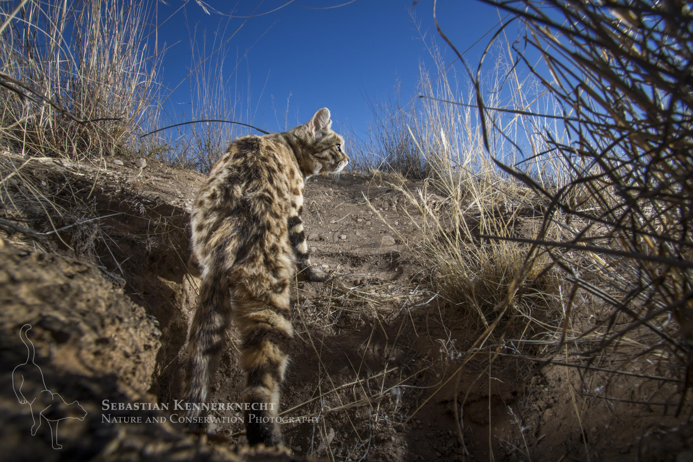 Seb2 – International Society For Endangered Cats (ISEC) Canada