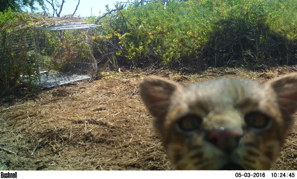 pampas cat leopardus colocolo