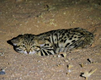 The Black-footed Cat: Africa's Smallest Wild Cat 