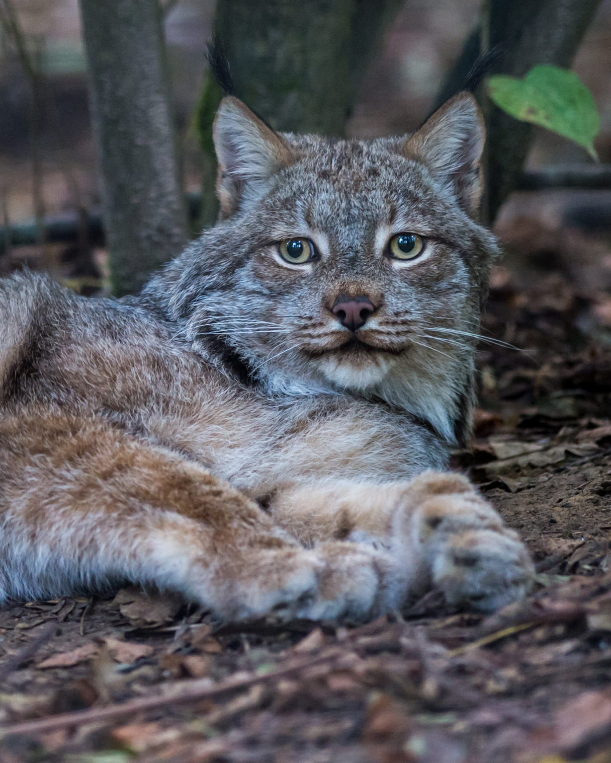 canadian lynx 2 International Society for Endangered Cats (ISEC) Canada