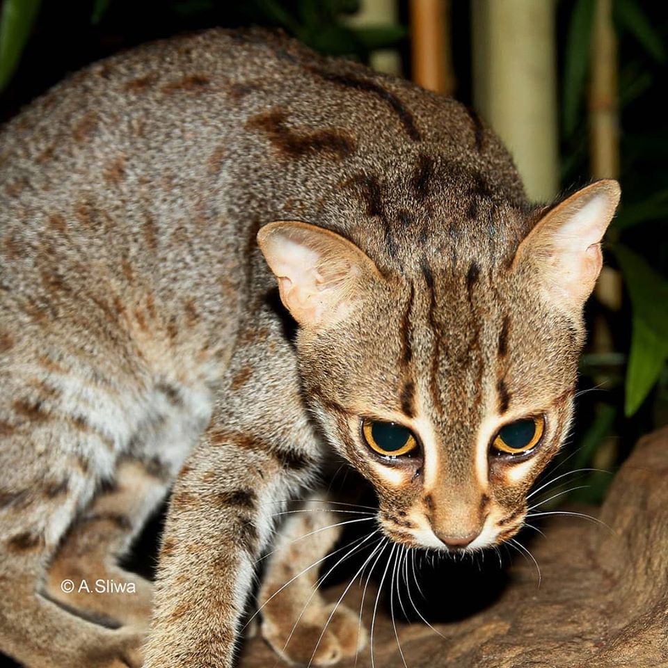 brown and white dappled cat