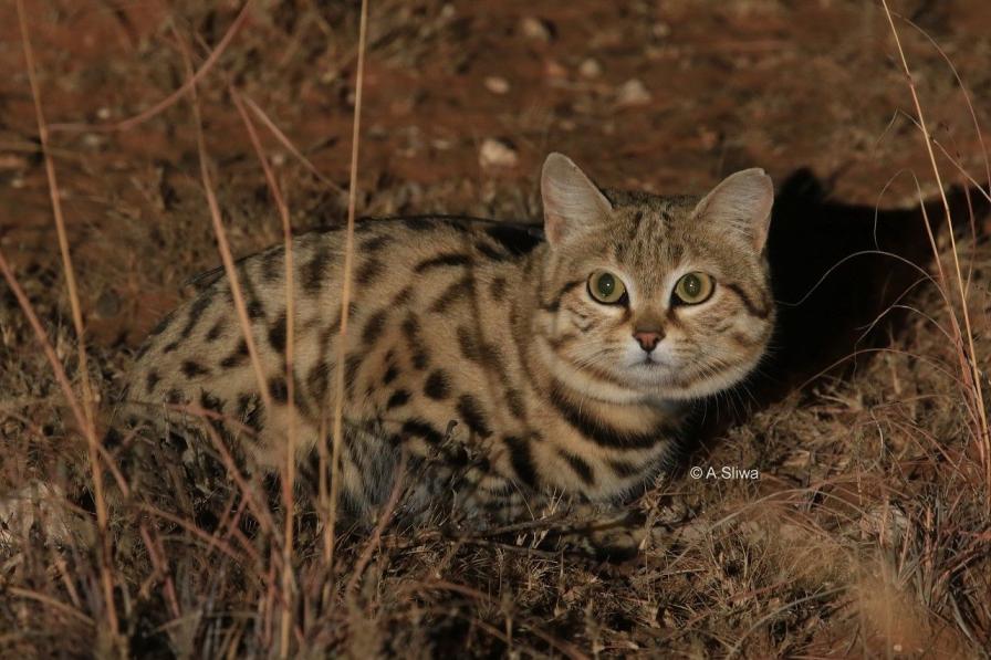 Black Footed Cat International Society For Endangered Cats ISEC Canada   Hamba 20191 A Sliwa 