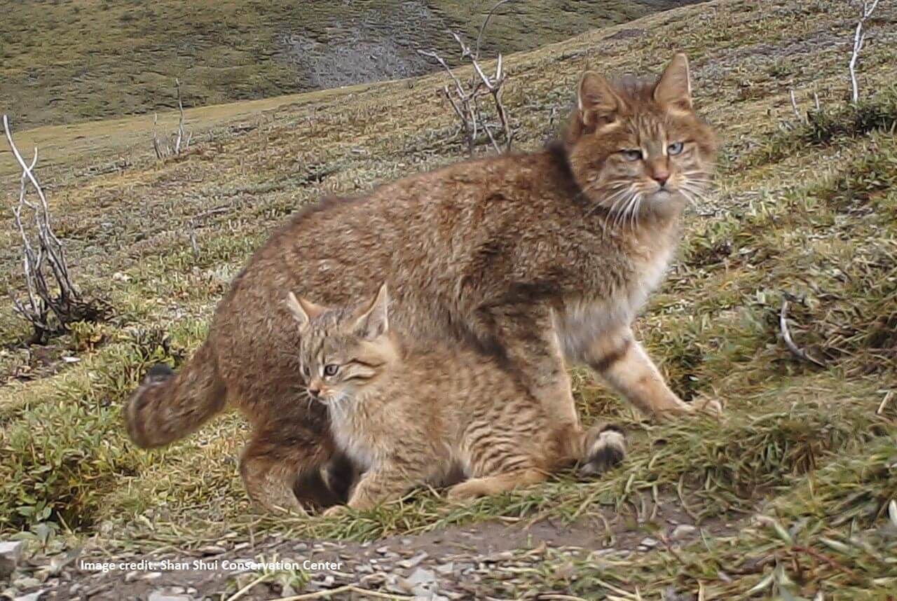 baby chinese desert cat