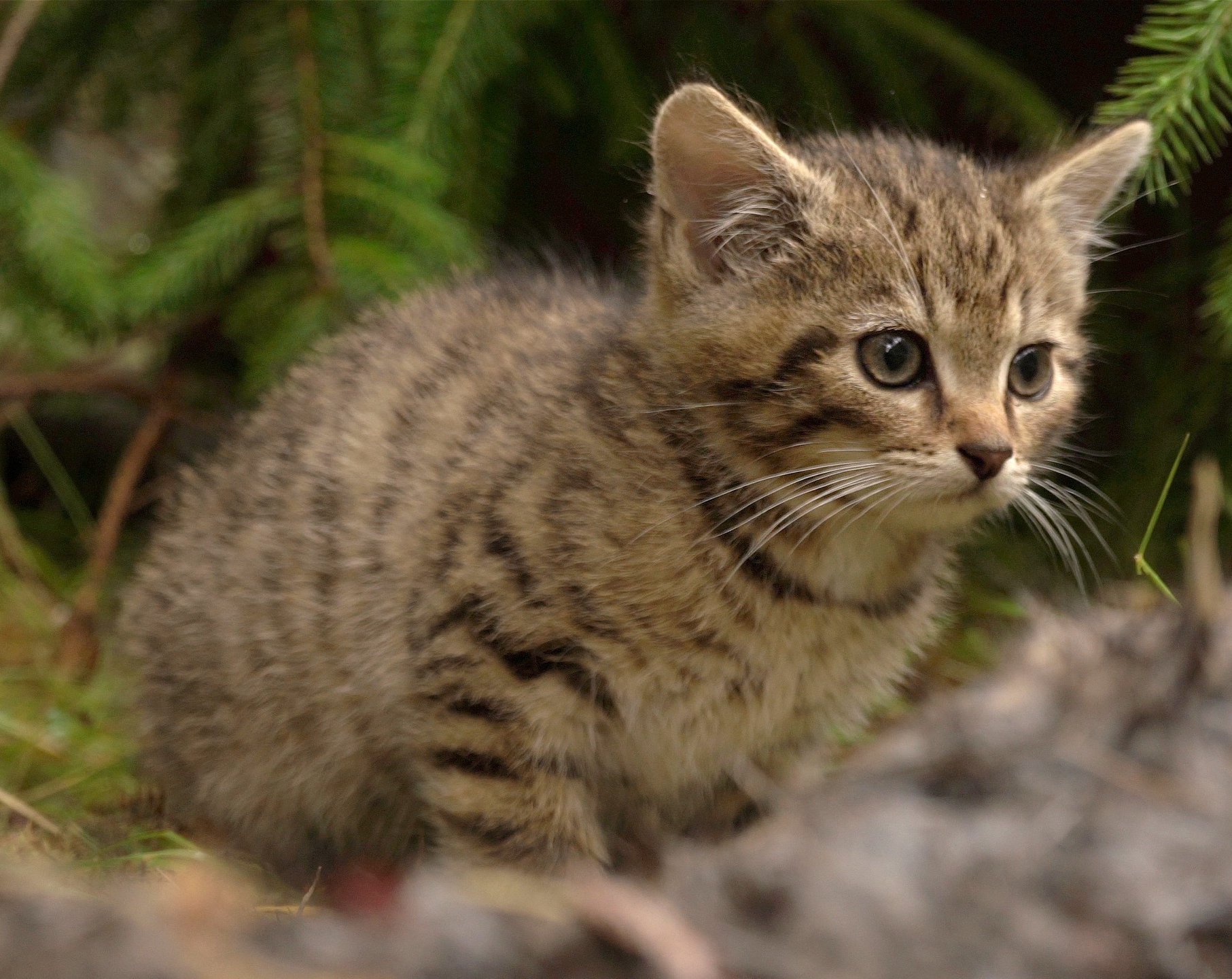 Only Hope For The Scottish Wildcat International Society For Endangered Cats Isec Canada