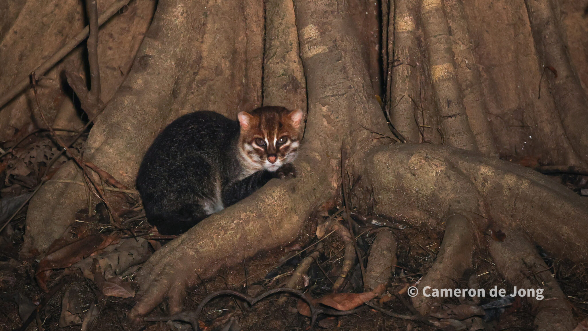 Flat-headed Cat sighting: Kinabatangan River – International Society ...