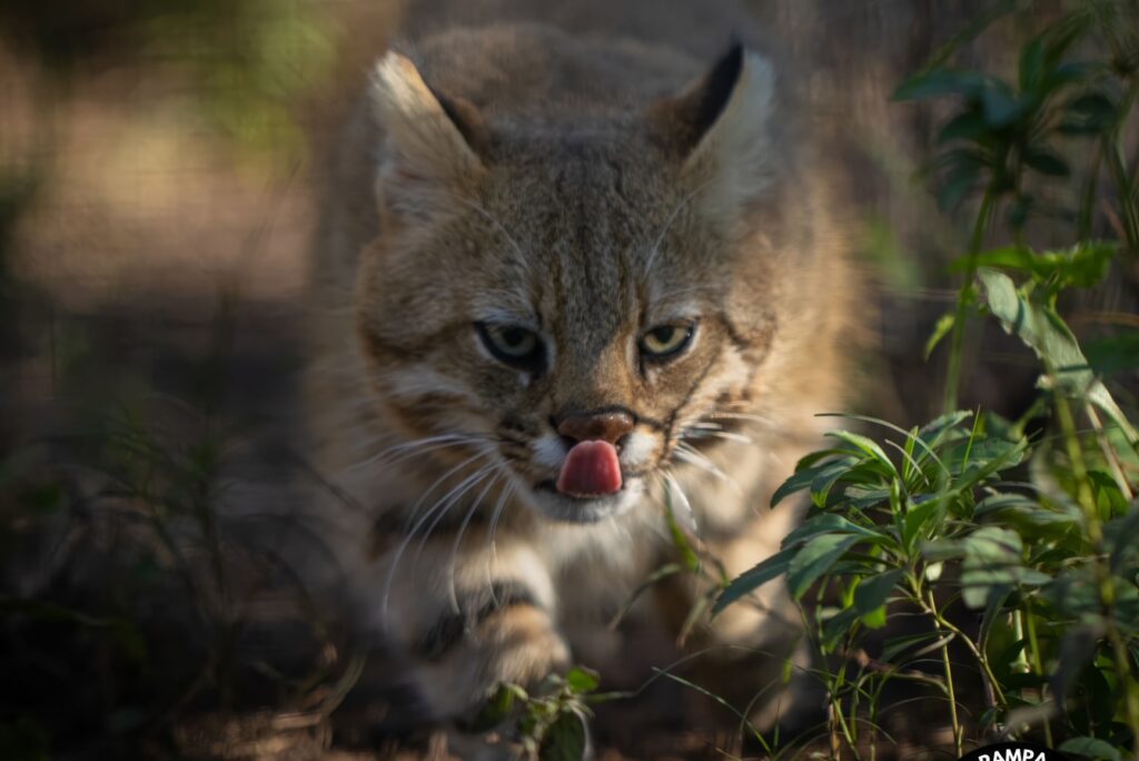 Pampas Cat Species Complex – International Society for Endangered Cats ...